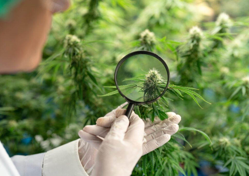 THC