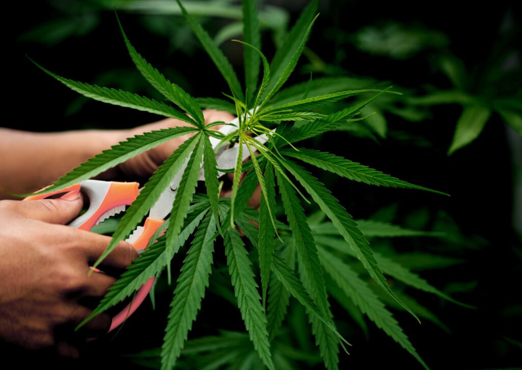Cannabis Sativa