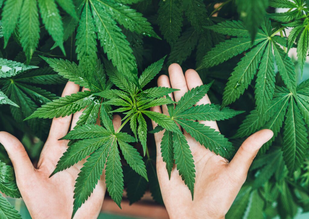 Cannabis Sativa