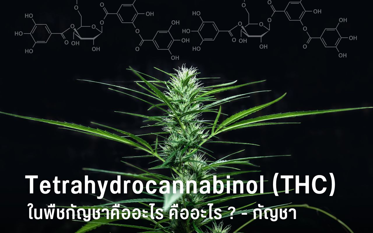 Tetrahydrocannabinol